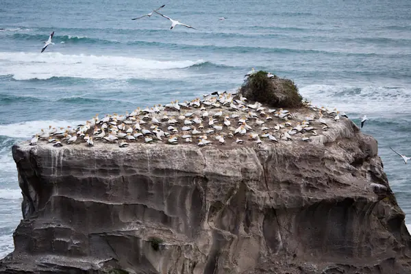 Muriwai Gannet Colony